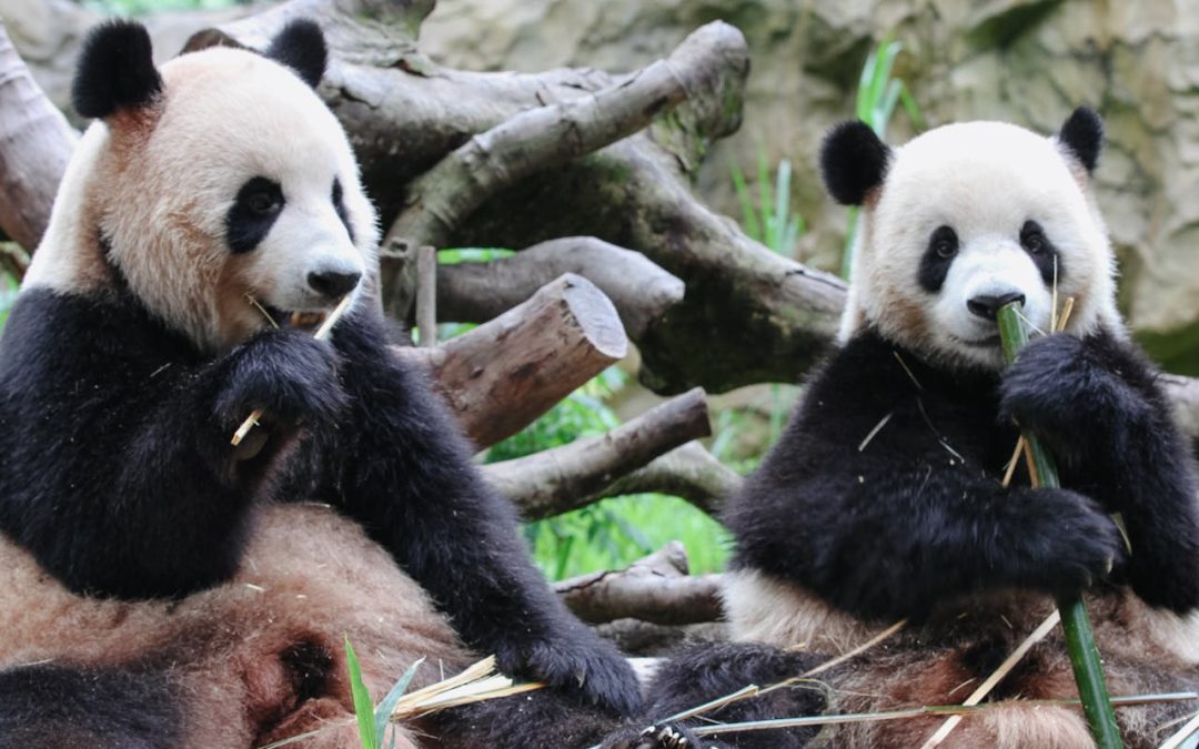 Världens sötaste djurungar – topp 10