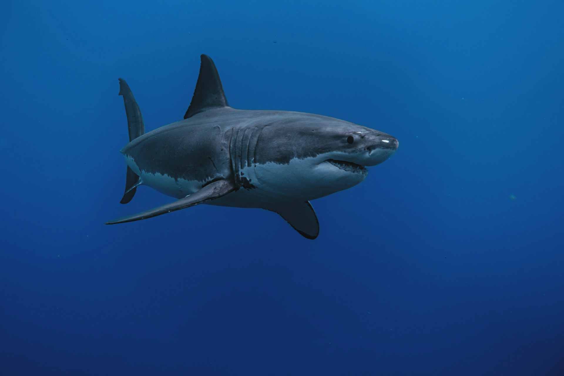 världens största haj världens största haj